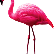 Flamingo Png Picture
