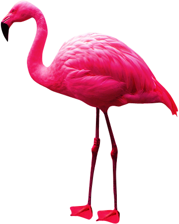 Flamingo PNG Picture
