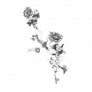 Flower Tattoo PNG Picture