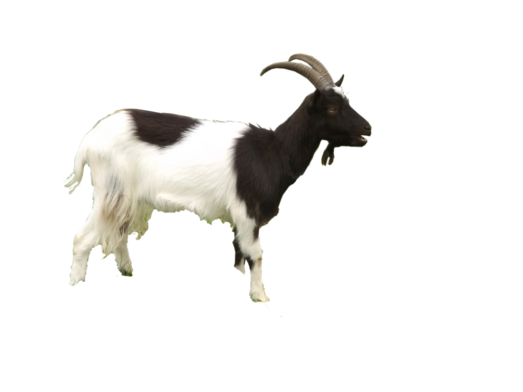 Goat Free Download PNG