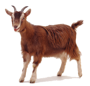 Goat Free PNG Image