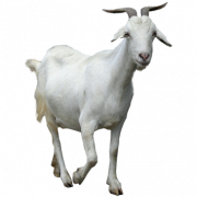 CLIPART PNG GOAT
