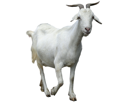 Goat PNG Clipart