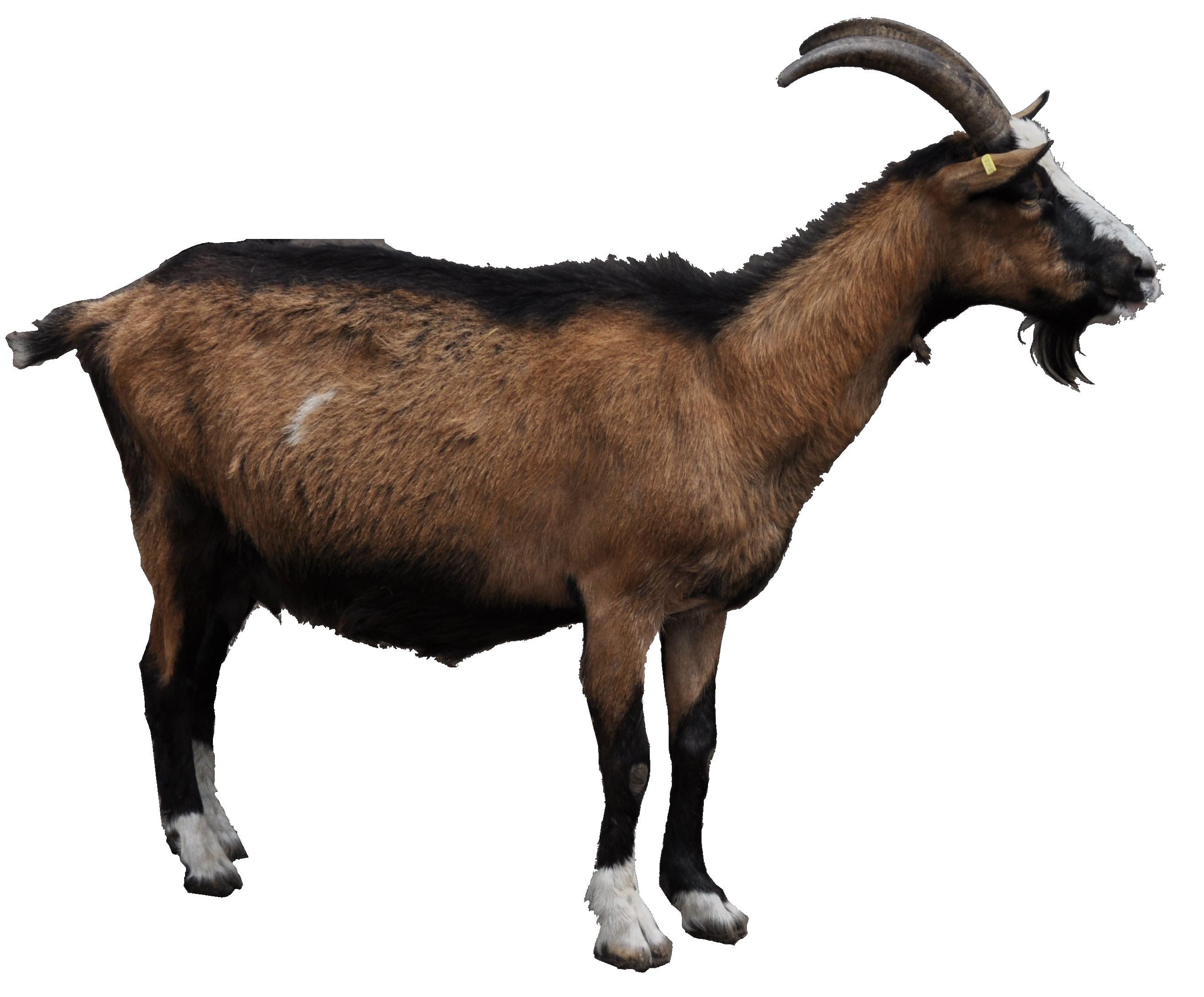 Goat PNG File