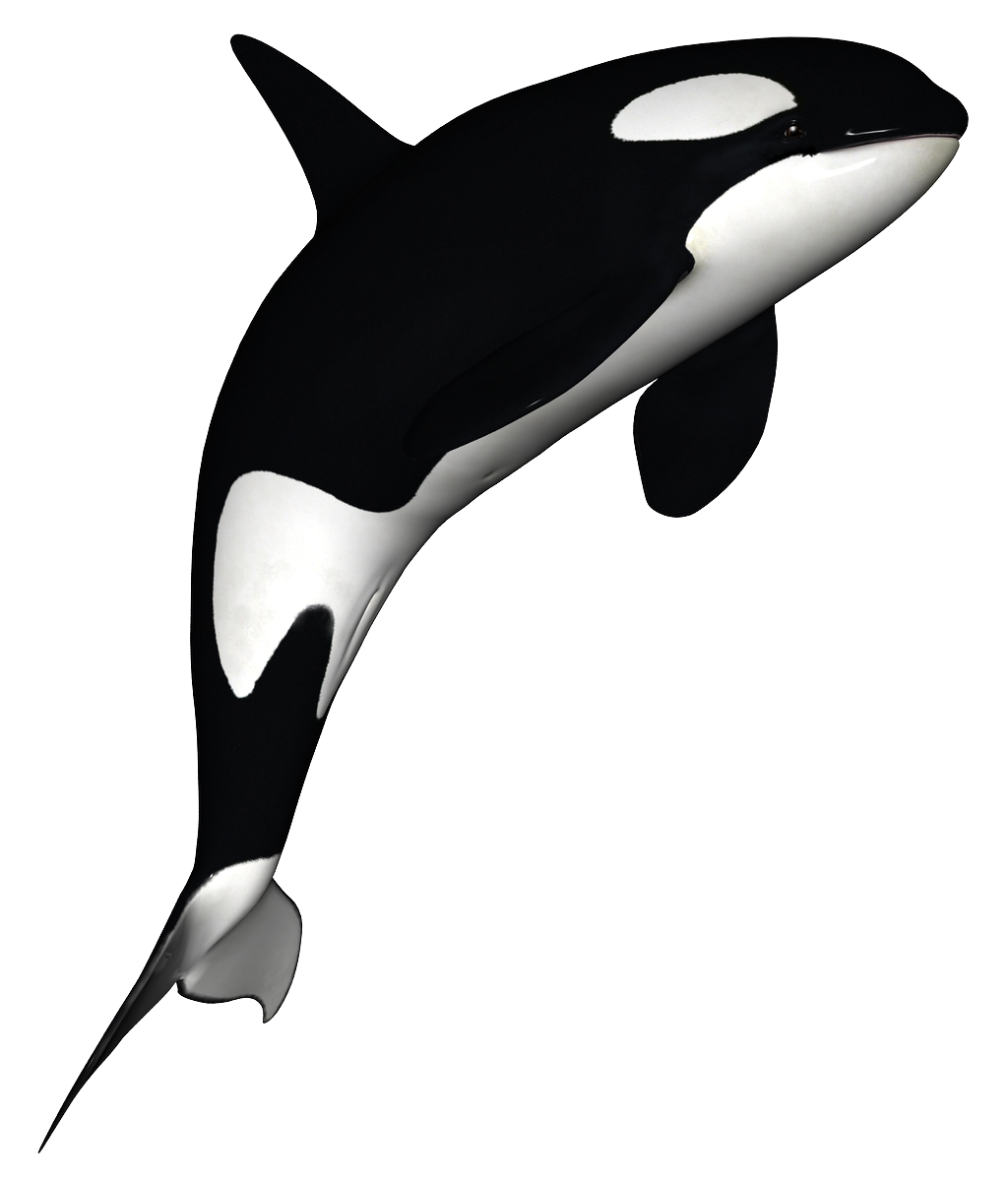 Killer Whale Scarica PNG