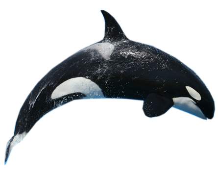 Download gratuito di balene killer png