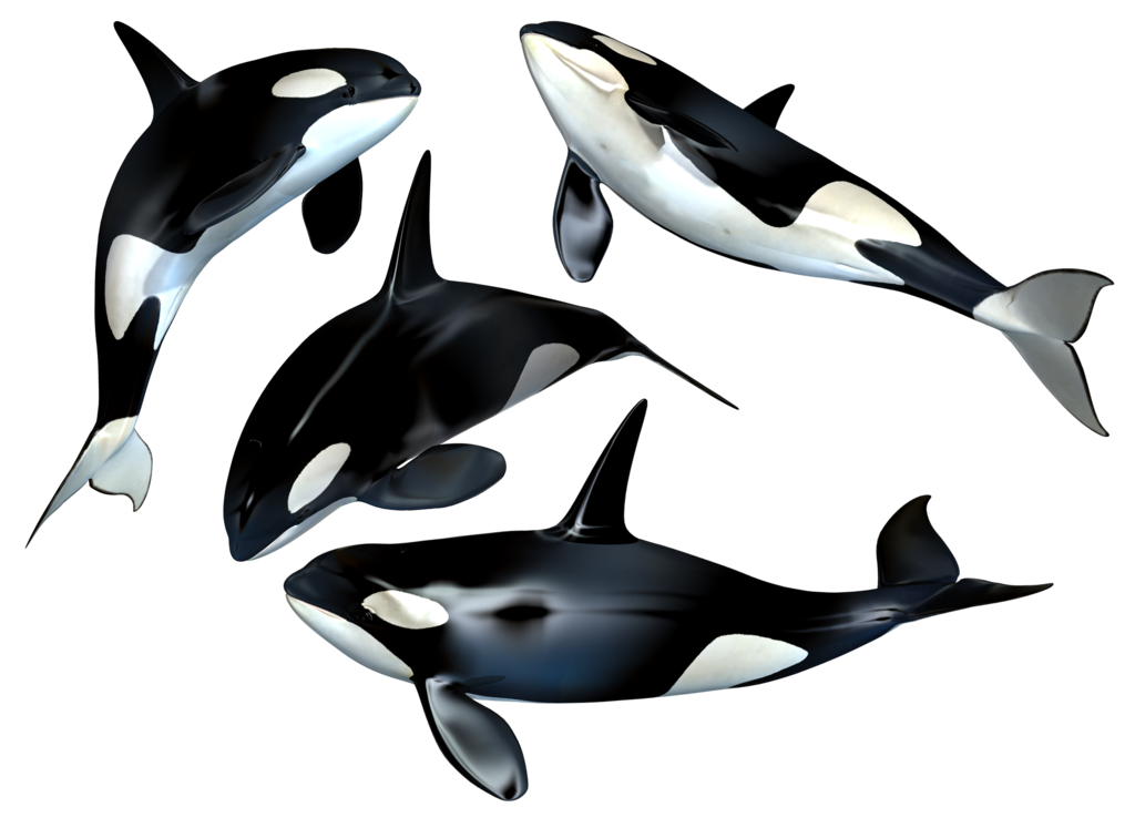 Killer Whale Png Clipart
