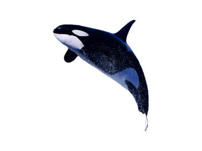 Fichier PNG de baleine tueur