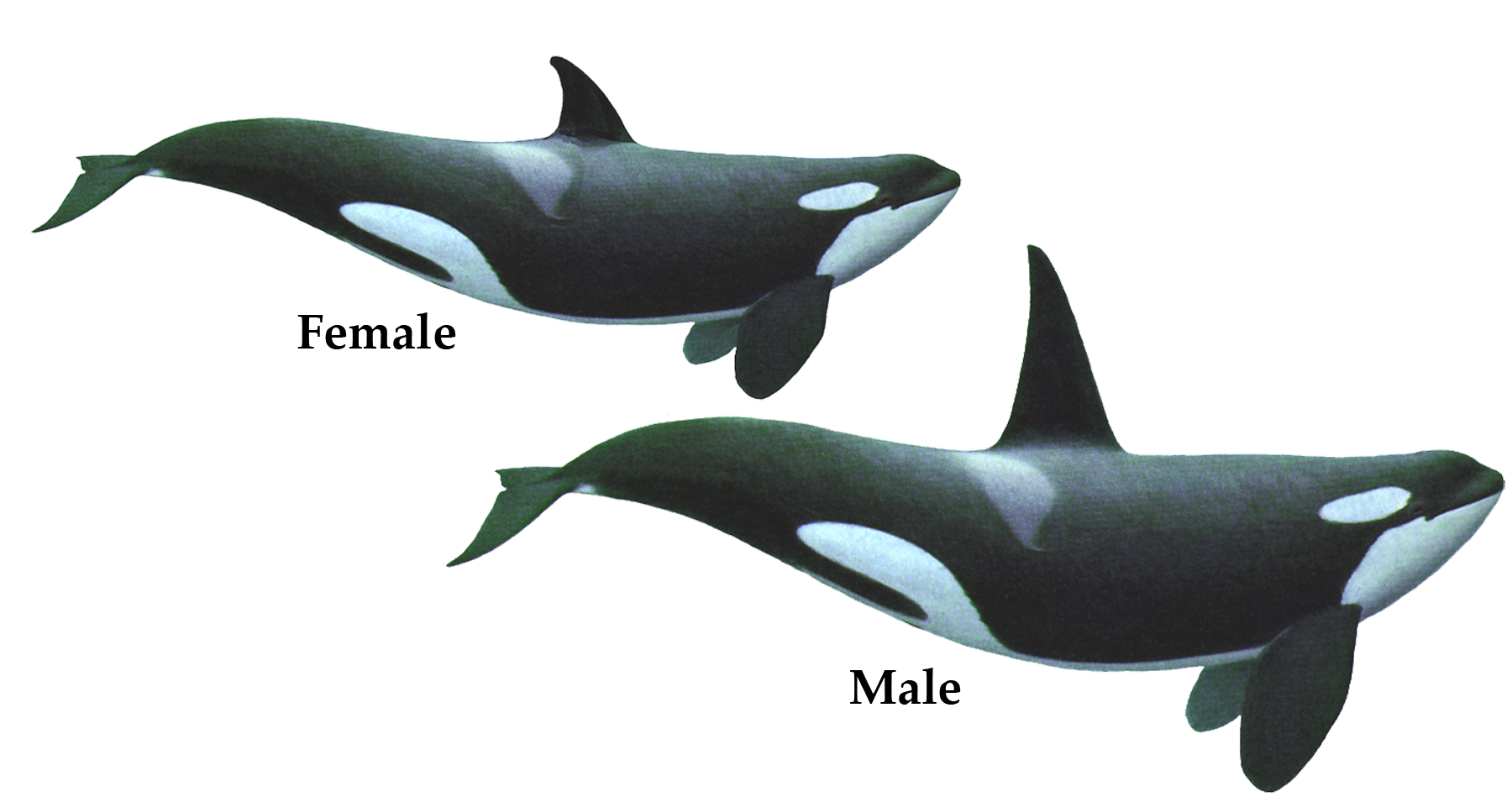 Killer Whale PNG HD