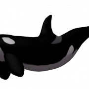 Image PNG de baleine tueuse