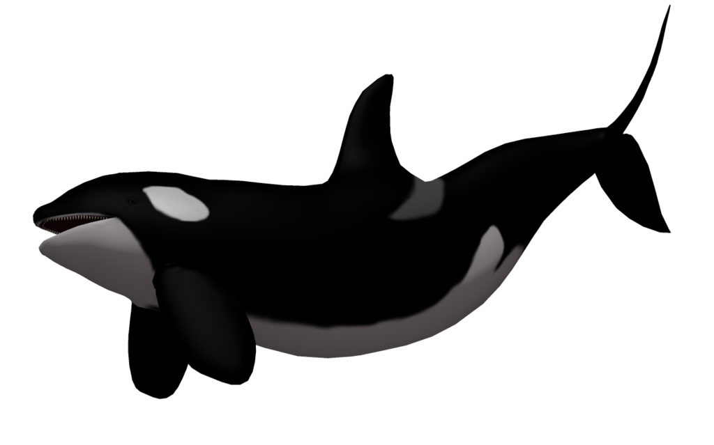 Image PNG de baleine tueuse