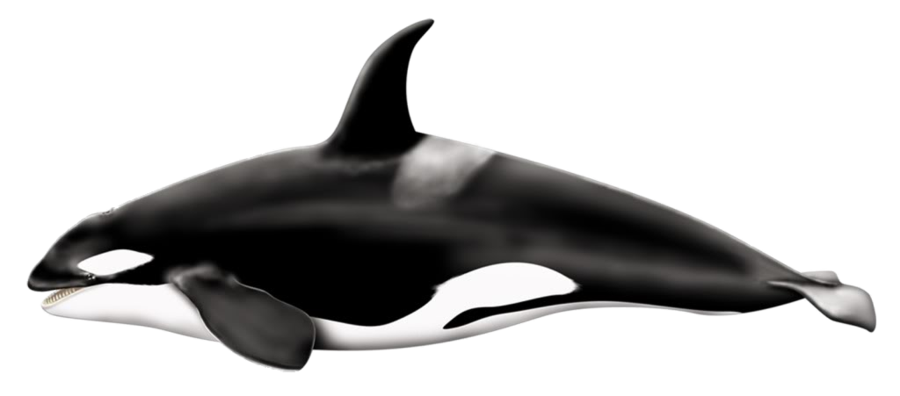 Pic de baleine tueur