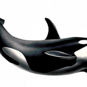 Image png kill-baleine