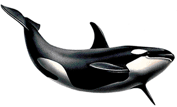 Killer Whale PNG Picture