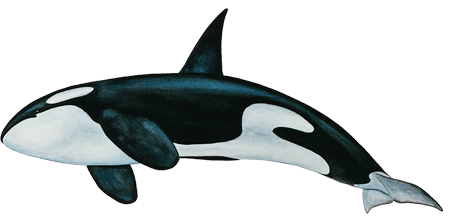 PNG de baleine tueur