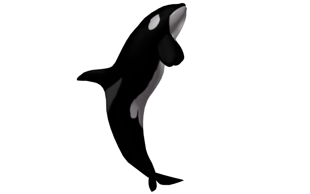 Baleine tueur transparente