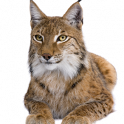 Lynx gratis download PNG