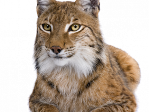 Lynx Free Download PNG