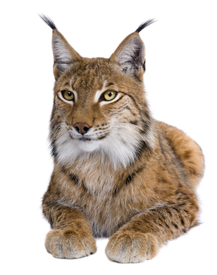 Lynx gratis download PNG