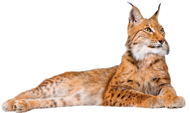 Lynx PNG Picture