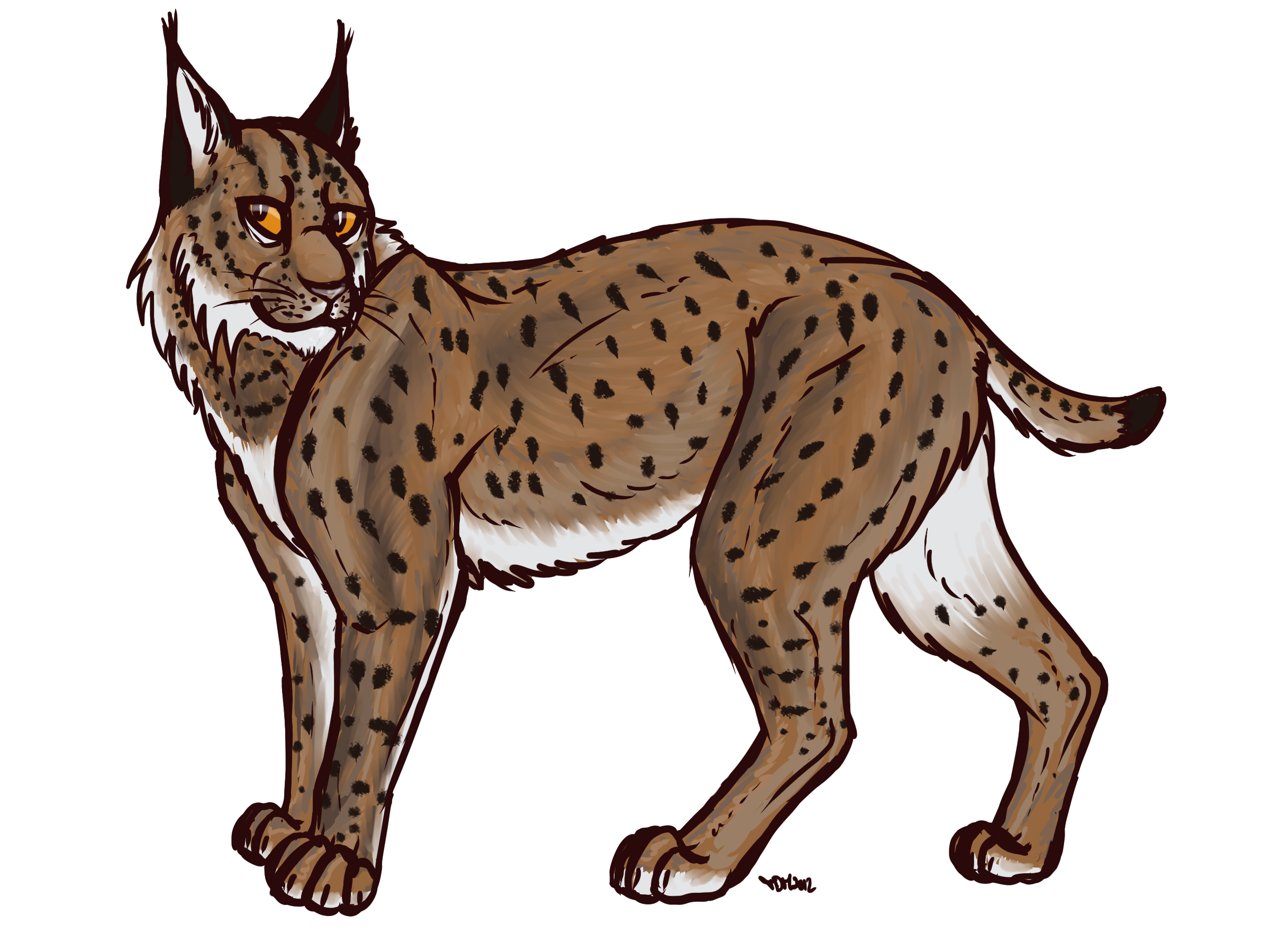Lynx Transparent