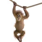 Monyet Gratis Unduh PNG