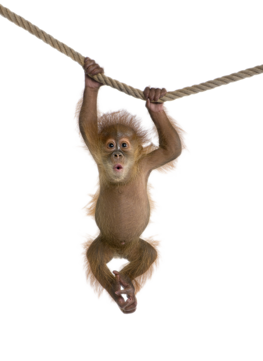 Monkey Download gratuito PNG