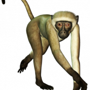 Monkey Free PNG Image