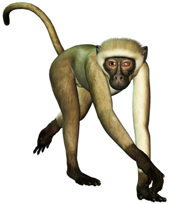 Immagine PNG gratuita di scimmia