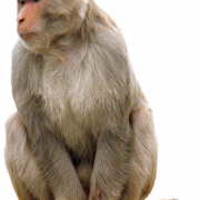 Monkey PNG Picture