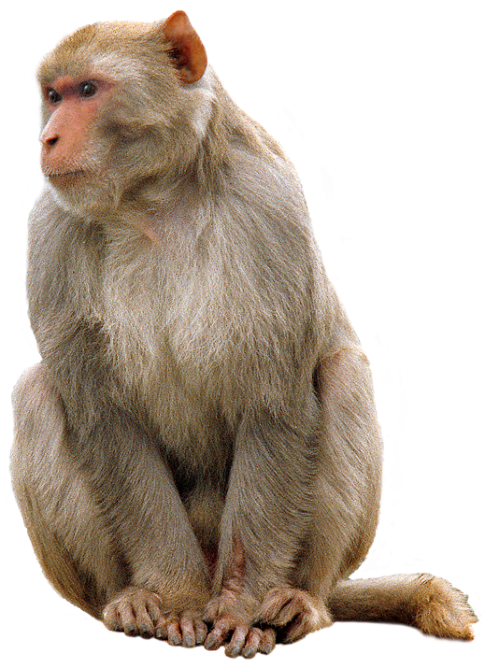 Gambar png monyet
