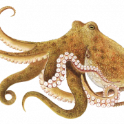 Octopus Free Download PNG