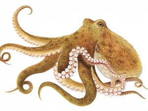 Octopus Téléchargement gratuit PNG
