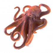 Octopus Free PNG Image