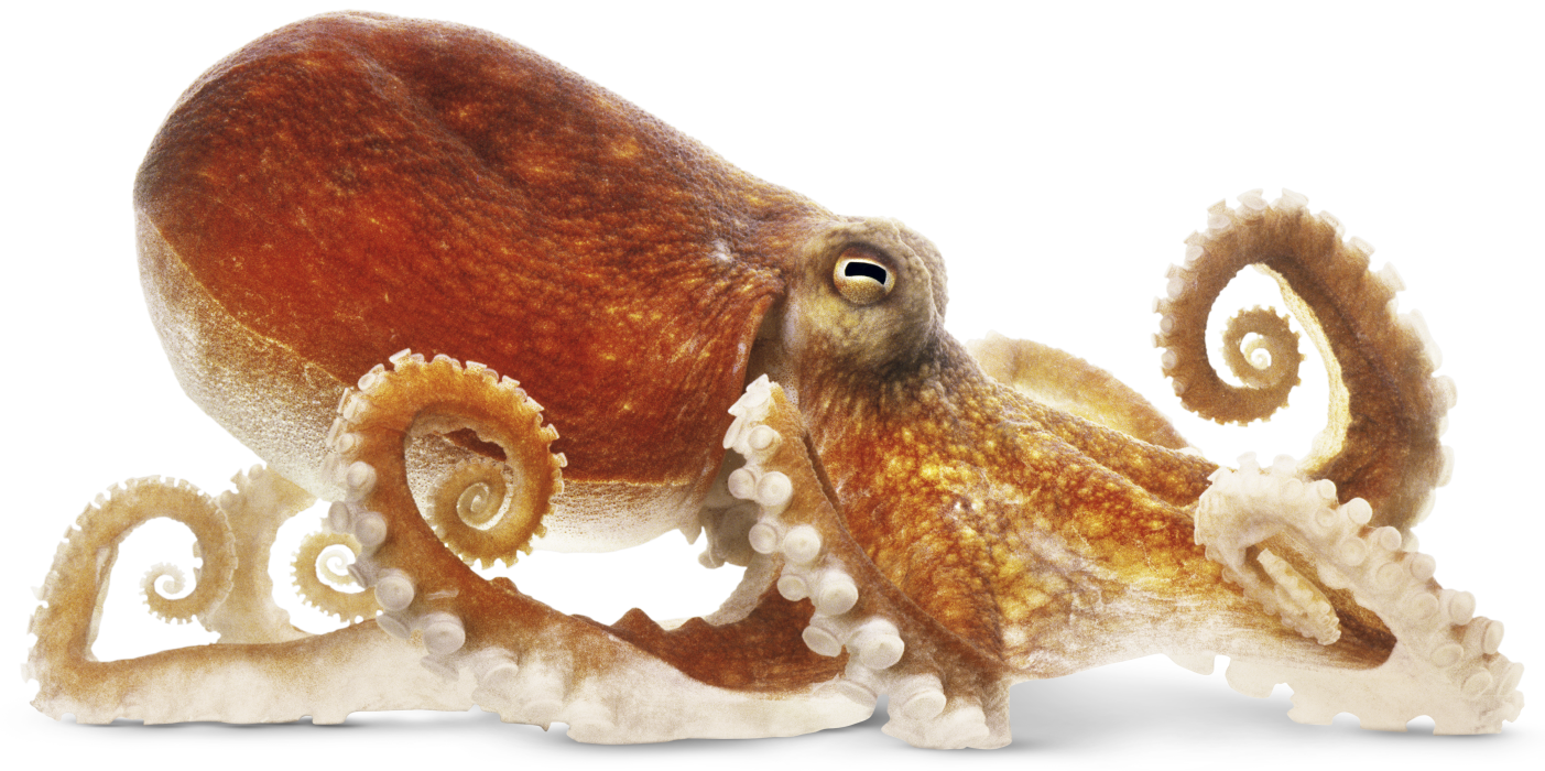 Octopus PNG Image