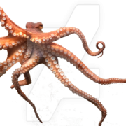 Octopus PNG Picture
