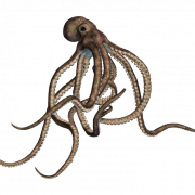 Octopus Transparent
