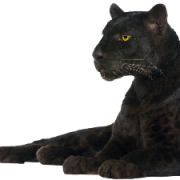 Panther PNG Image