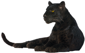 Panther PNG Bild
