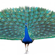 Peacock Free PNG Image