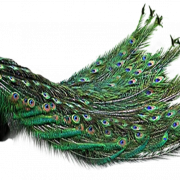 Peacock PNG File