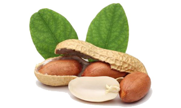 Immagine PNG di arachidi