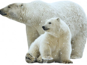 Descarga gratuita de Png de oso polar