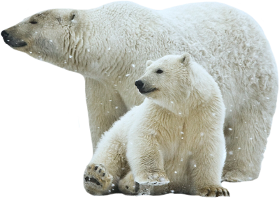 Polar Bear Free Download PNG