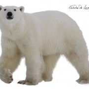 الدب القطبي PNG