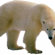 Polar Bear PNG Clipart