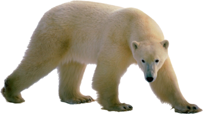 Clipart png de urso polar