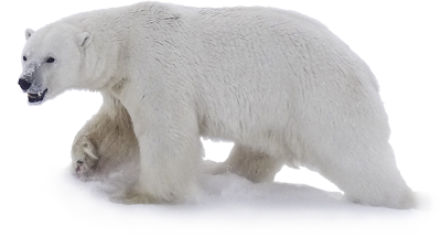 Polar Bear PNG Image