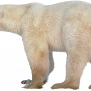 Polar Bear Transparent