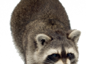 Raccoon gratis downloaden PNG